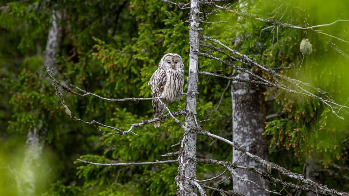 A Ural owl perched on a tree in a lush green forest, showcasing wildlife photography.