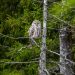 A Ural owl perched on a tree in a lush green forest, showcasing wildlife photography.